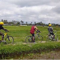 bai Cycling Rice Field