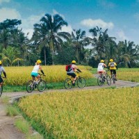 Bali Cycling Ride Field View