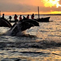 Bali Dolphins Tour