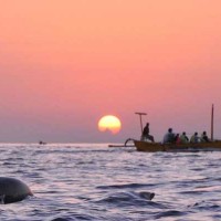 Bali Dolphins Watching