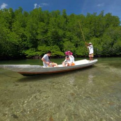 Mangrove Forest