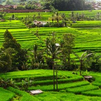 Jati Luwih Bali
