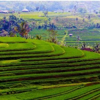 Rice Field Bali