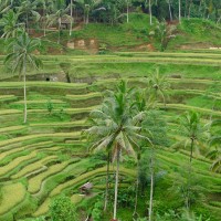 Tegalalang Bali