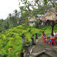The Beautiful Rice field