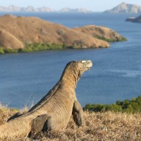 komodo tour package (Komodo dragon)