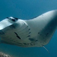 Komodo Tour Package (Manta Point)