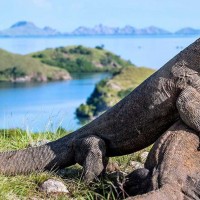 Komodo Tour Package (Rinca Island)