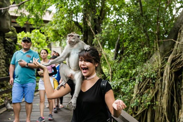 monkey forest Bali
