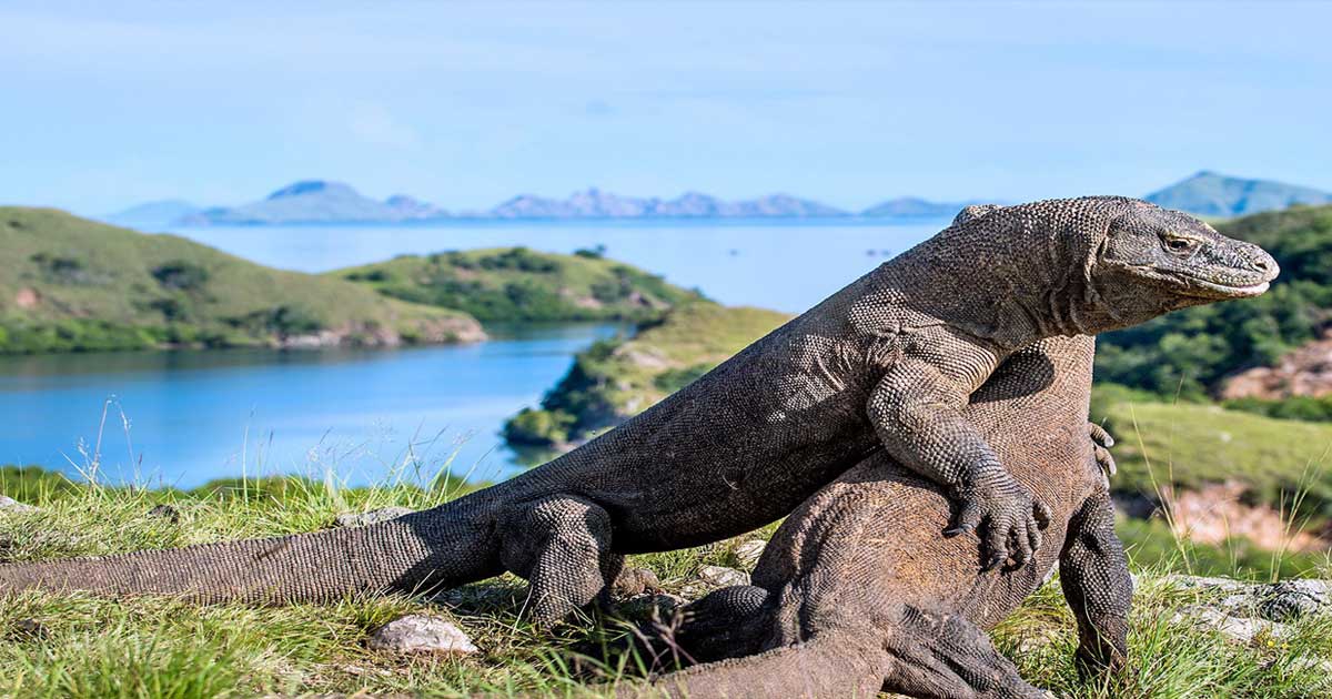 Komodo Island Tour - Komodo Tour Package - Flores Tour